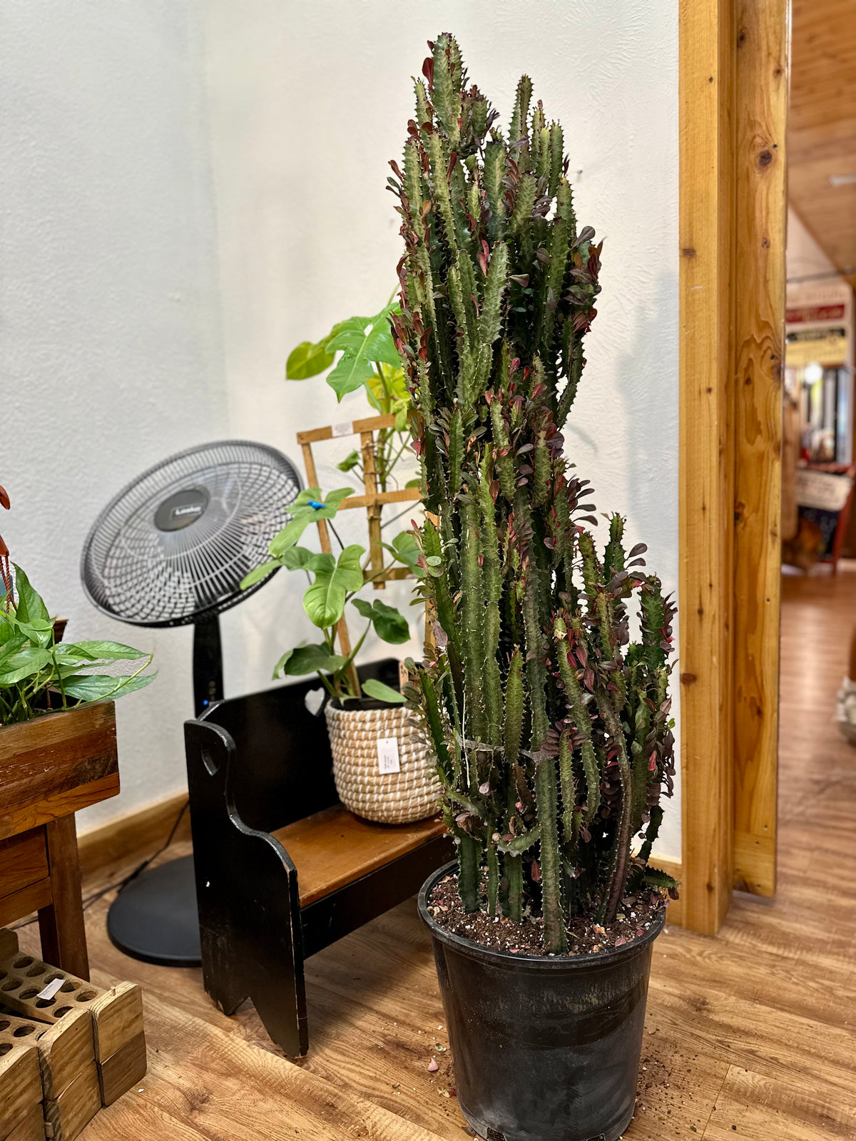 14" Euphorbia Trigona Red Cactus