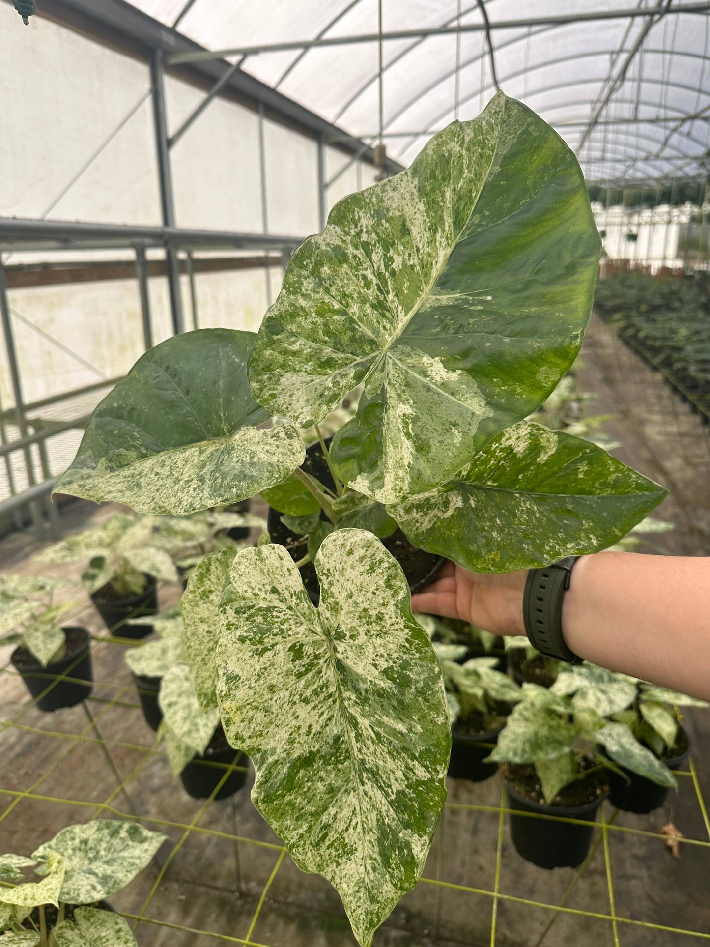 ALOCASIA Blizzard Live Plant 4in - Delete, Added to old Odora Batik Listing