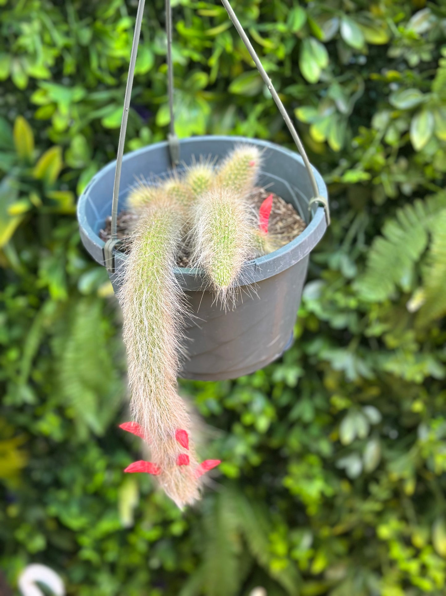 Mature Monkey Tail Hanging Basket
