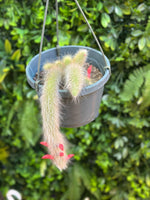 Mature Monkey Tail Hanging Basket