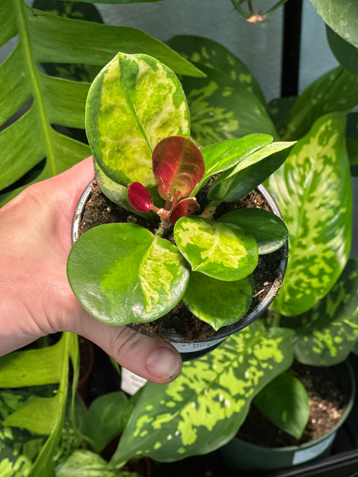 Hoya Australis Lisa Tricolor
