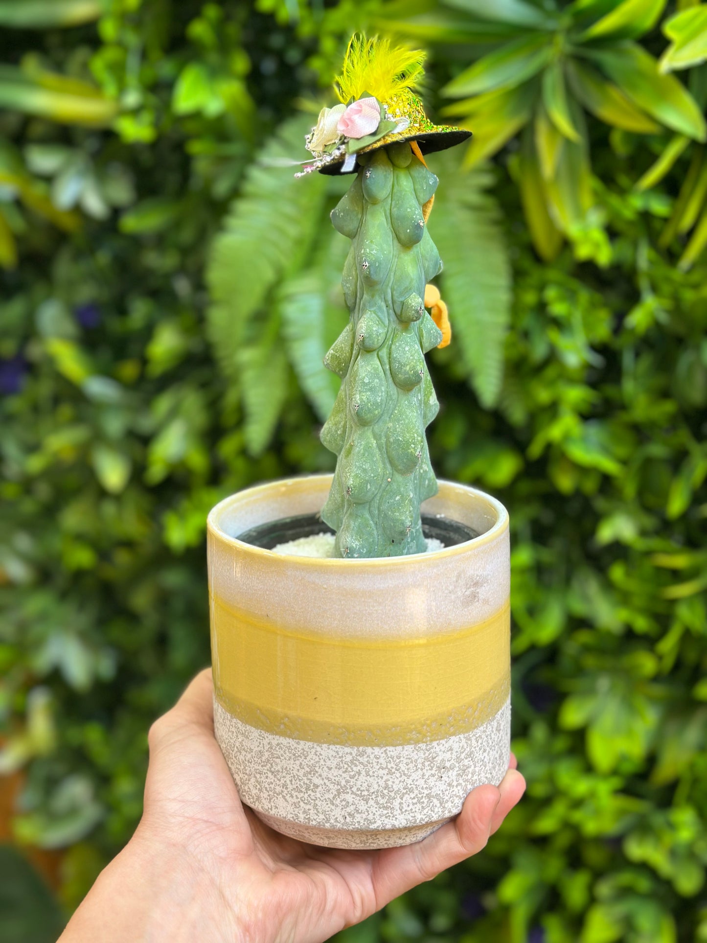 4" Boobie Cactus (Myrtillocactus geometrizans 'Fukurokuryuzinboku')