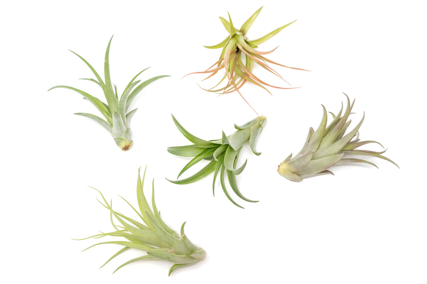 Extended Best Seller of 200+ Tillandsia Air Plant Bundle