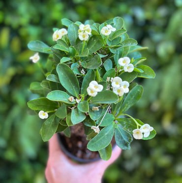 4" Crown of Thorns (Euphorbia milii) — White Flowering