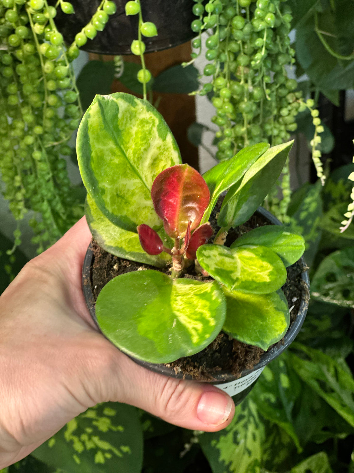 Hoya Australis Lisa Tricolor