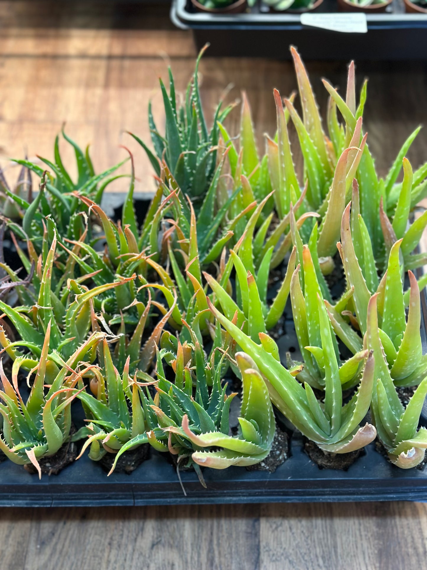 2" Assorted Aloe Plugs (not potted)
