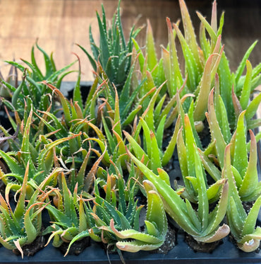 2" Assorted Aloe Plugs (not potted)