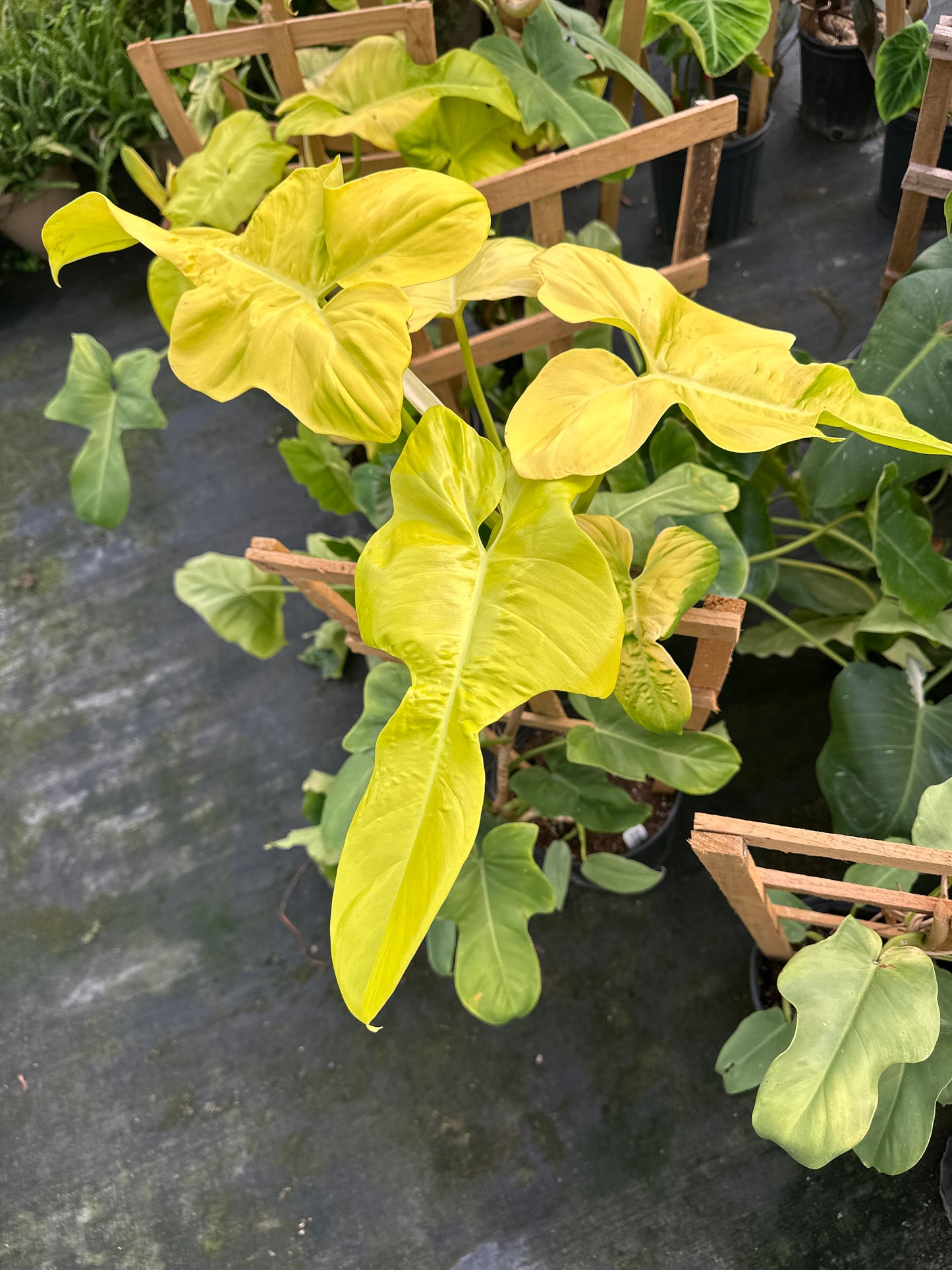 2 gallon Trellised Philodendron bipennifolium aurea 'Golden Violin' GARAGE SALE ONLY