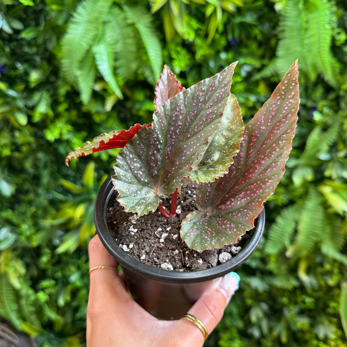 Begonia Pink Spot