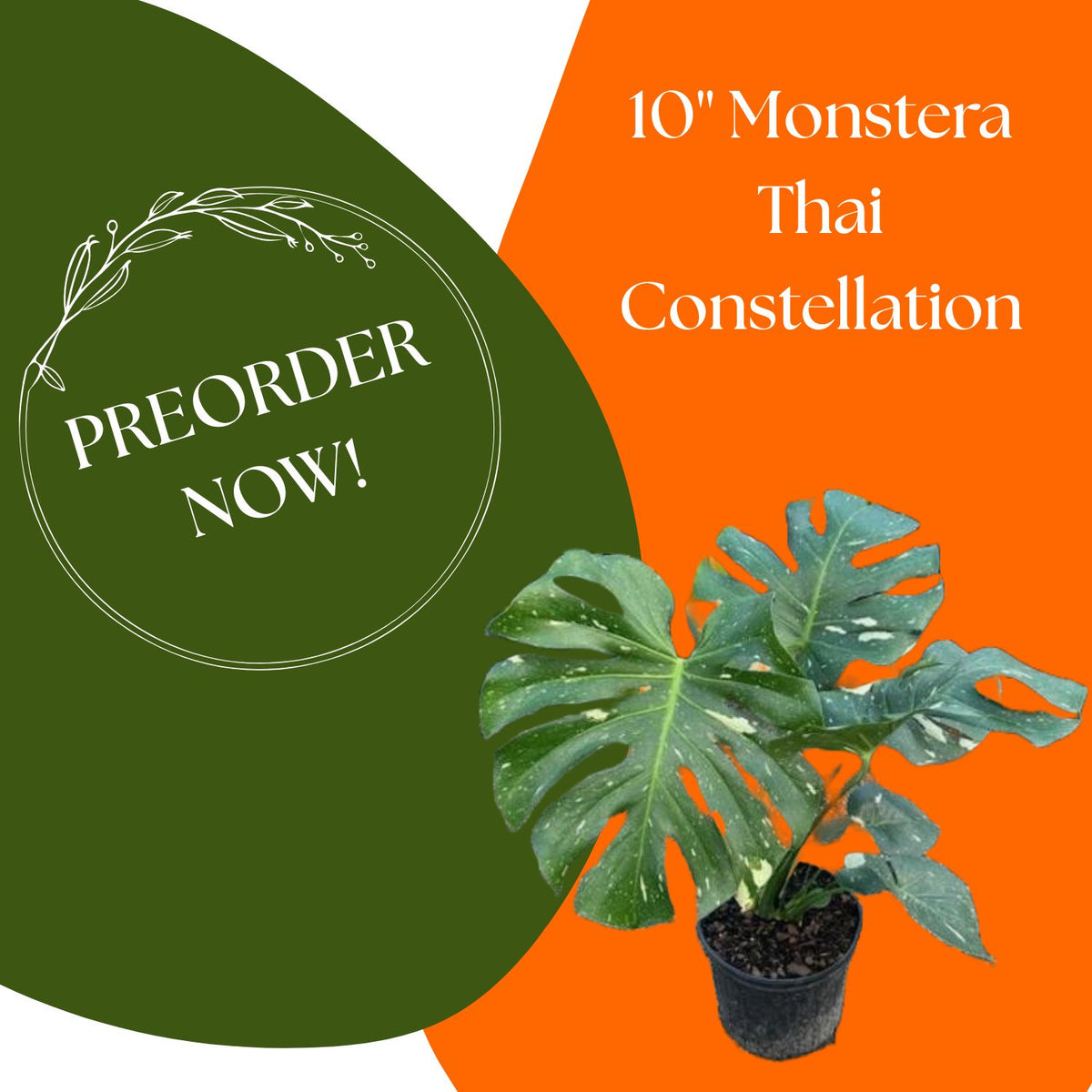 PREORDER: 10" Monstera Thai Constellation