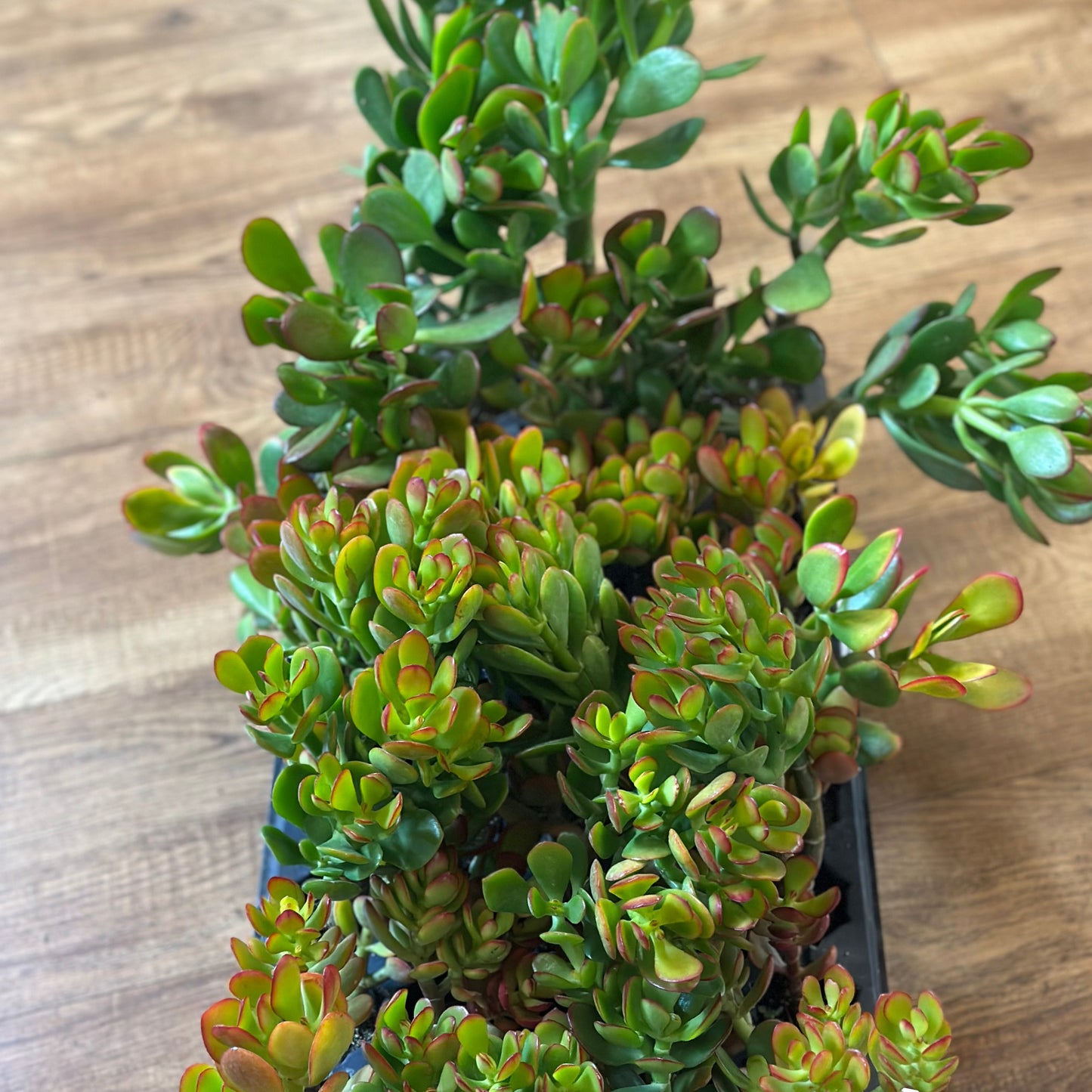 Assorted Jade Tree Plugs (7–14")