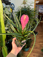 Bromeliad Tillandsia Cyanea (Pink Quill)