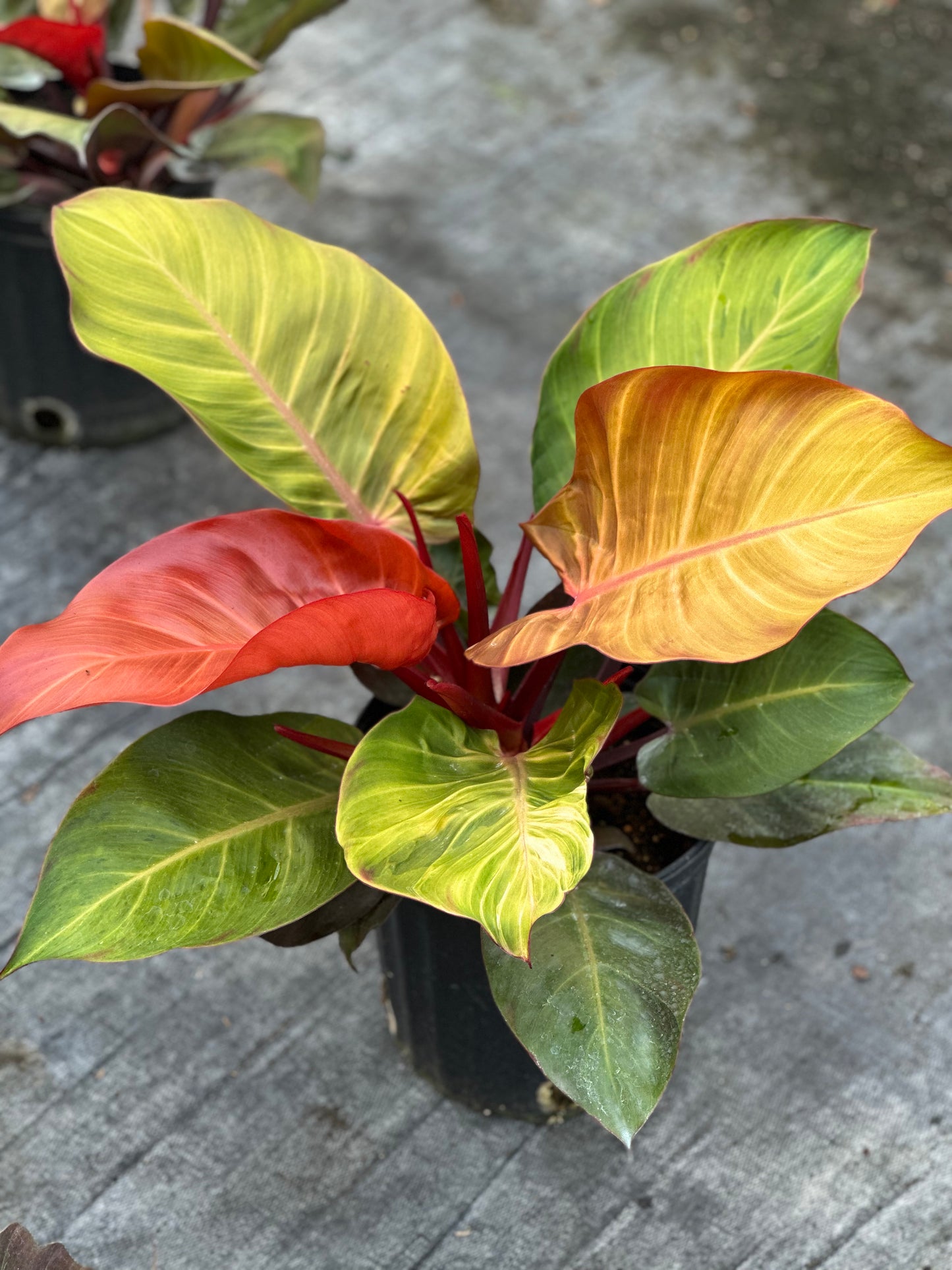 2 gallon Philodendron McColley's Finale GARAGE SALE ONLY