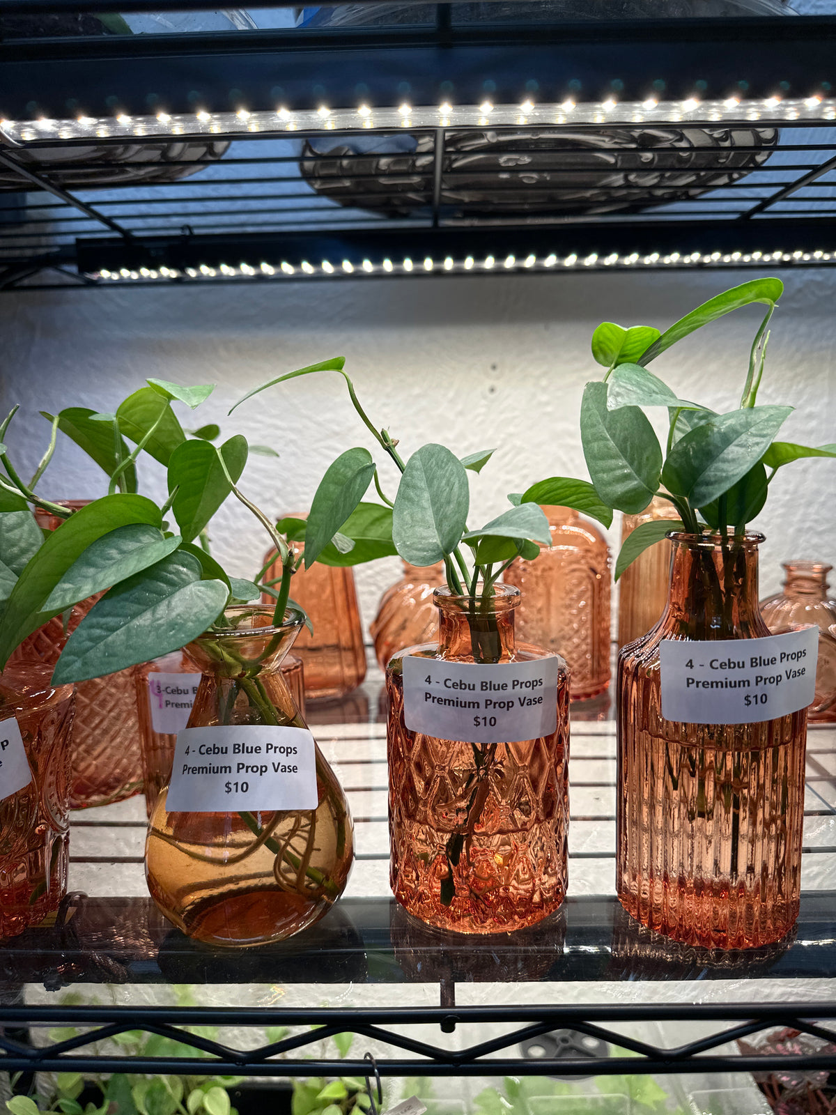 Premium Propagations in Bud Vases