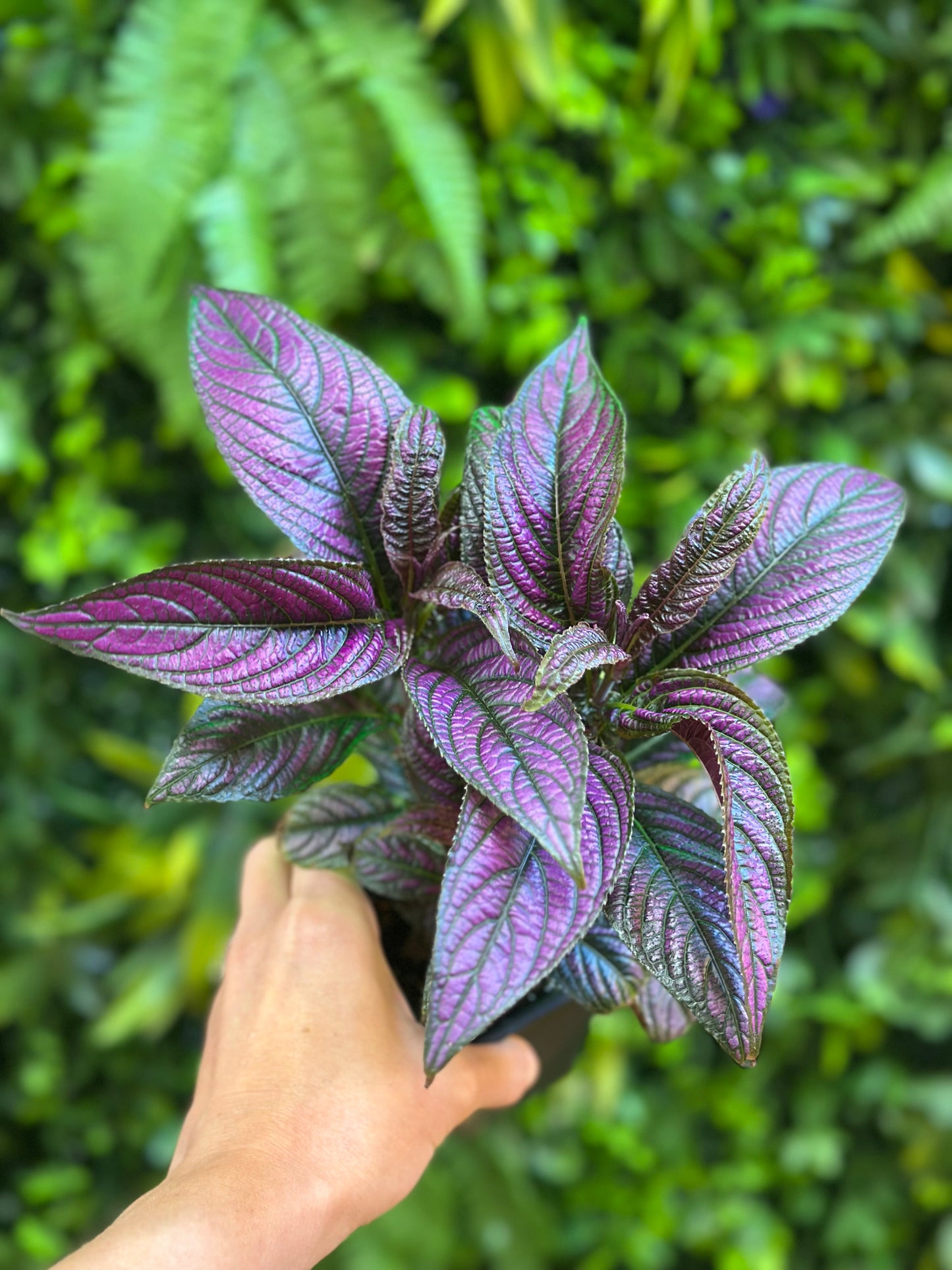 Persian Shield (Strobilanthes dyerianus)