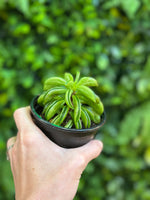 Peperomia fire sparks "taco plant"