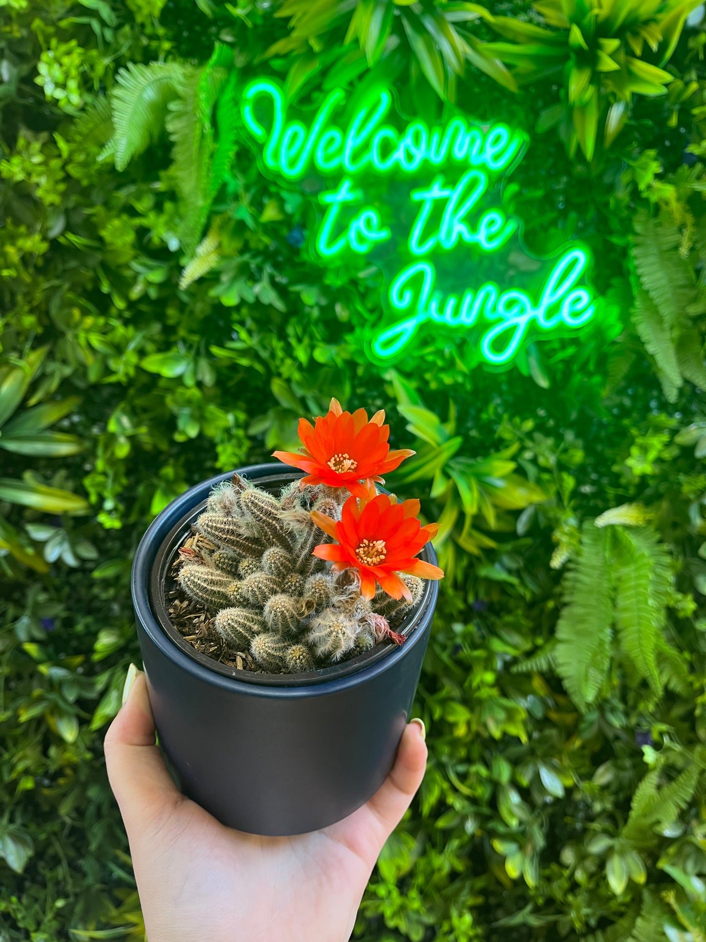 4" Echinopsis chamaecereus (Peanut Cactus)