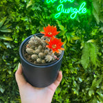 4" Echinopsis chamaecereus (Peanut Cactus)