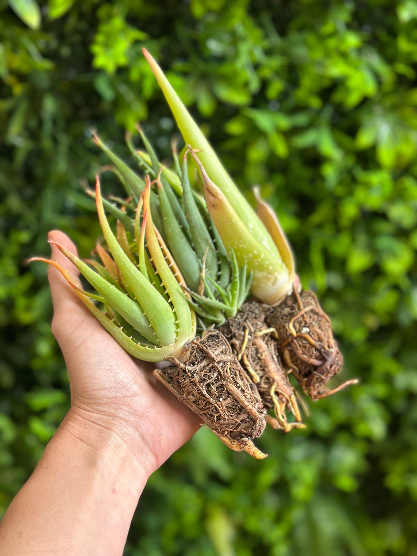 2" Assorted Aloe Plugs (not potted)
