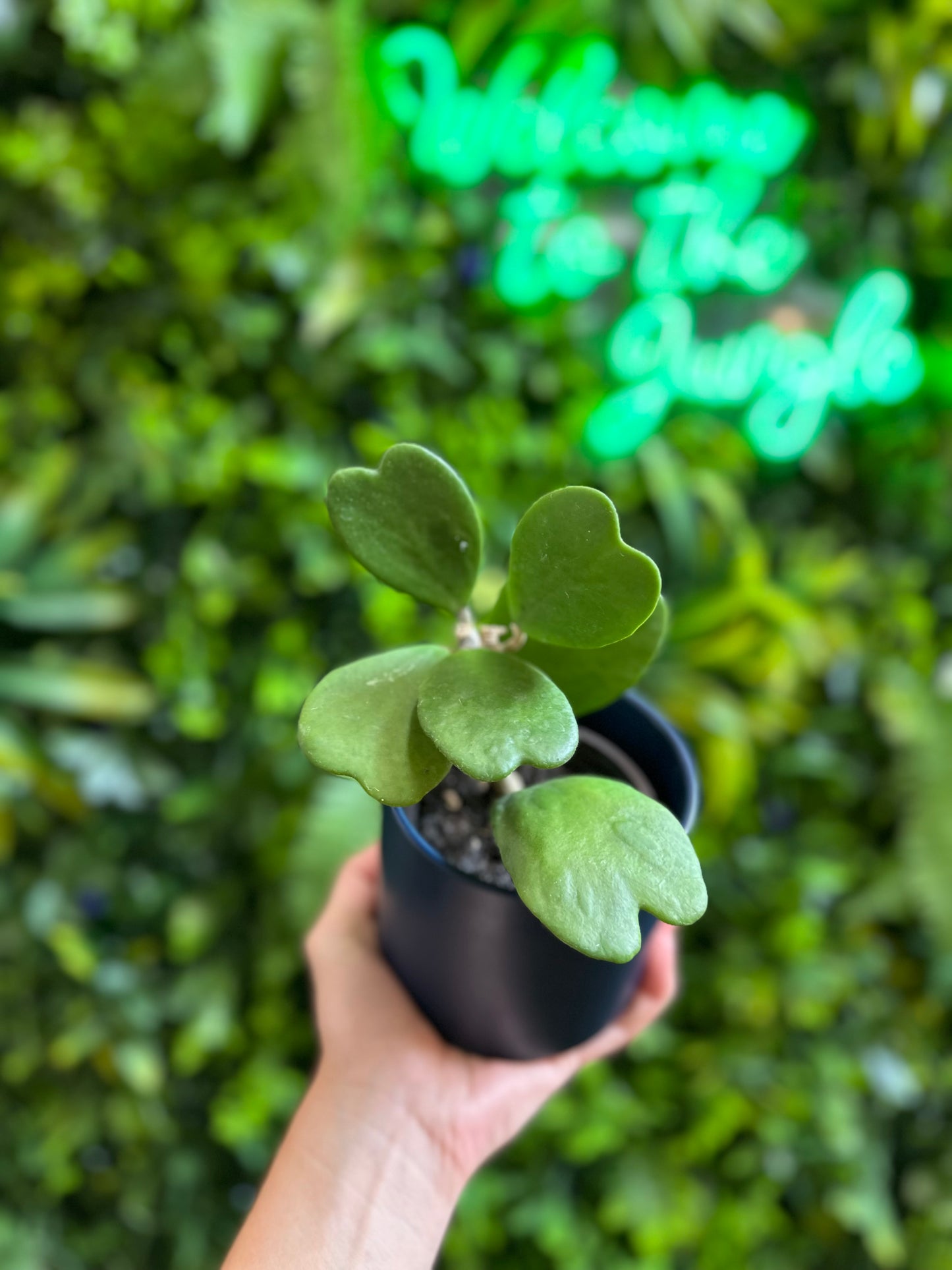 4” Hoya Kerri Heart Vine