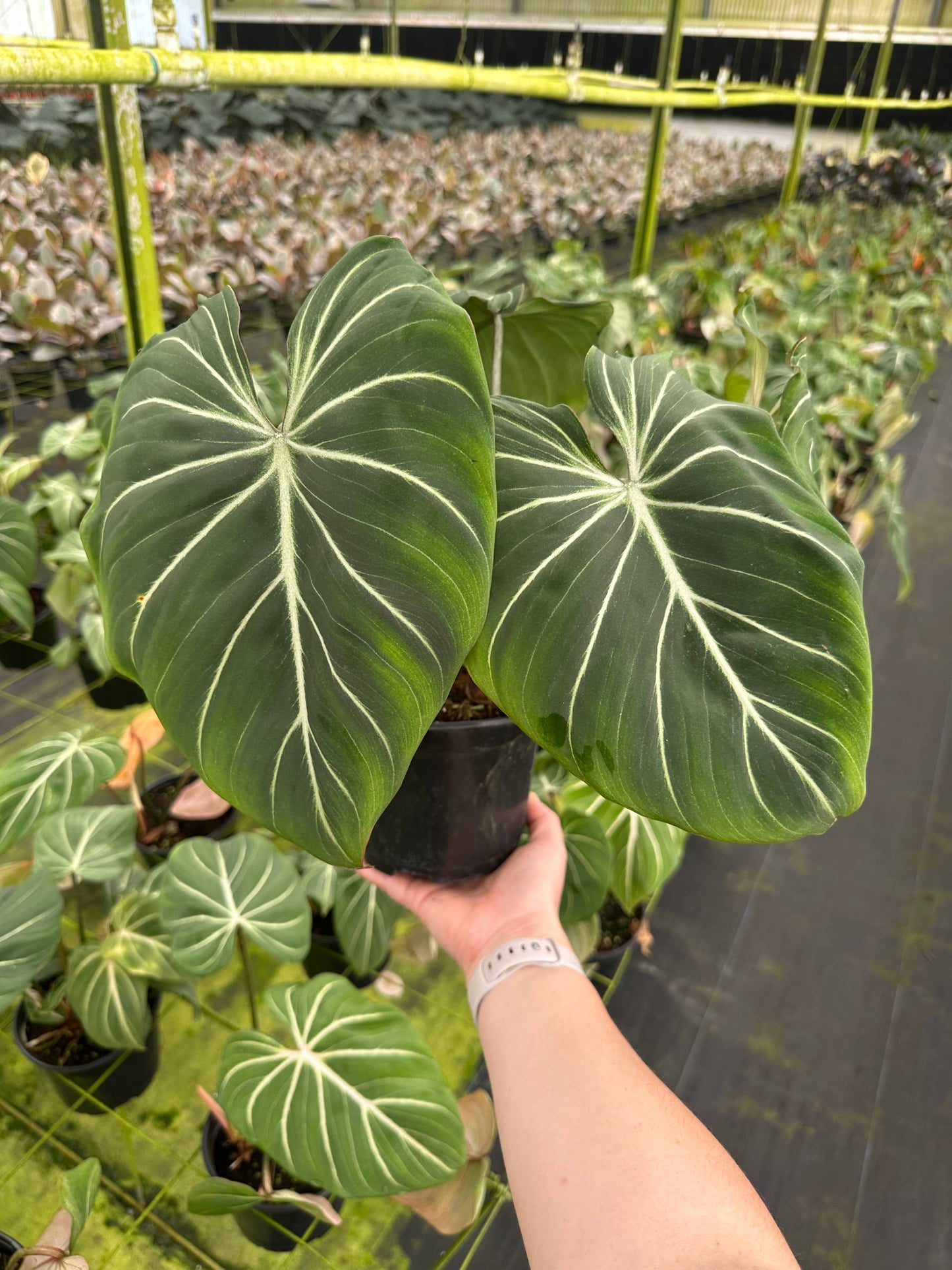 6" Philodendron Gloriosum