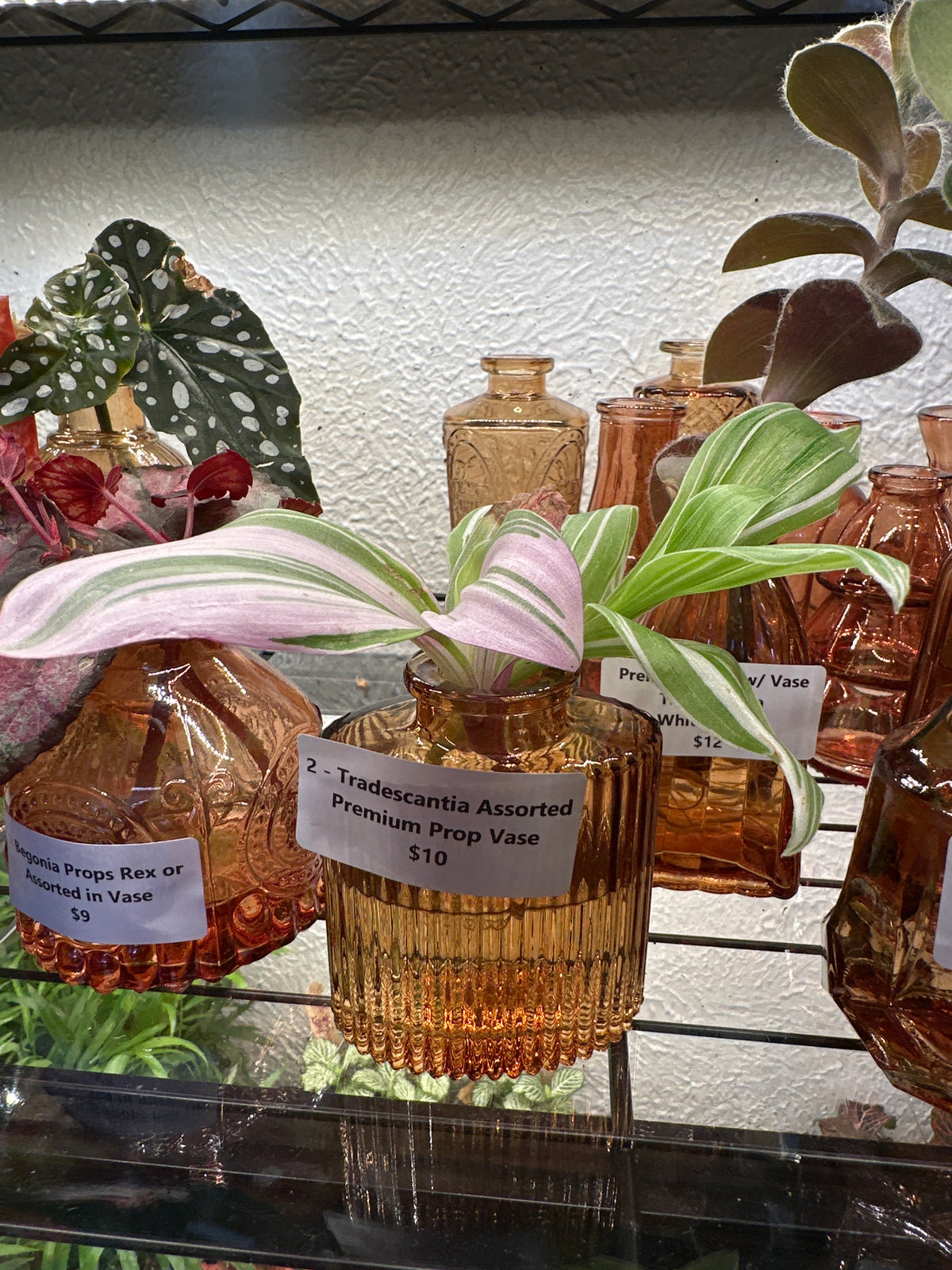 Premium Propagations in Bud Vases