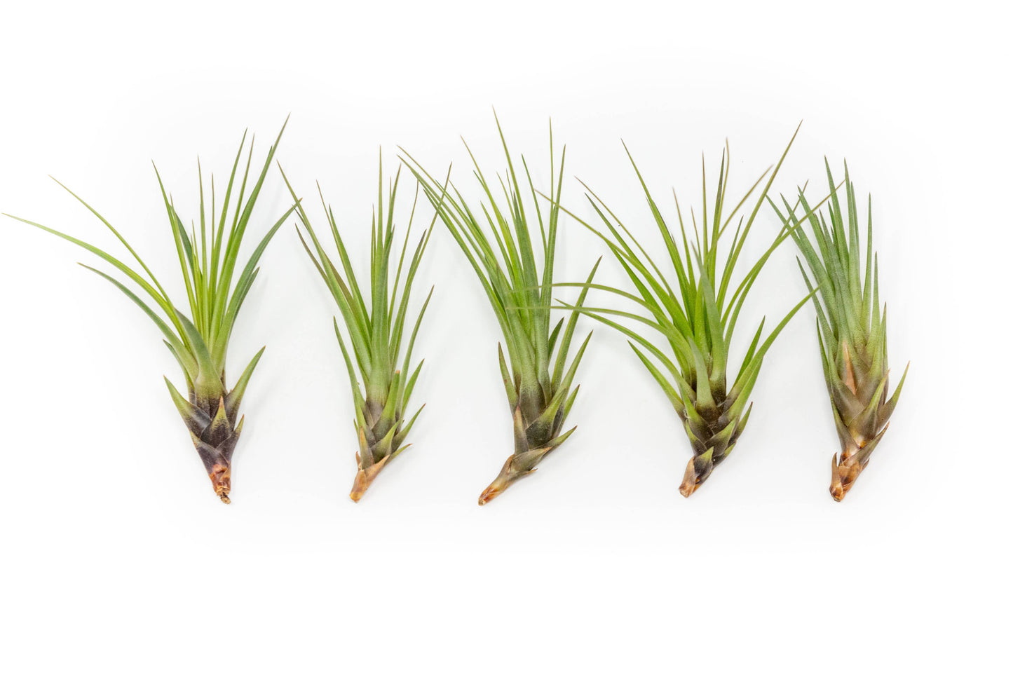 Extended Best Seller of 200+ Tillandsia Air Plant Bundle