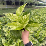 4" Marble Queen Pothos