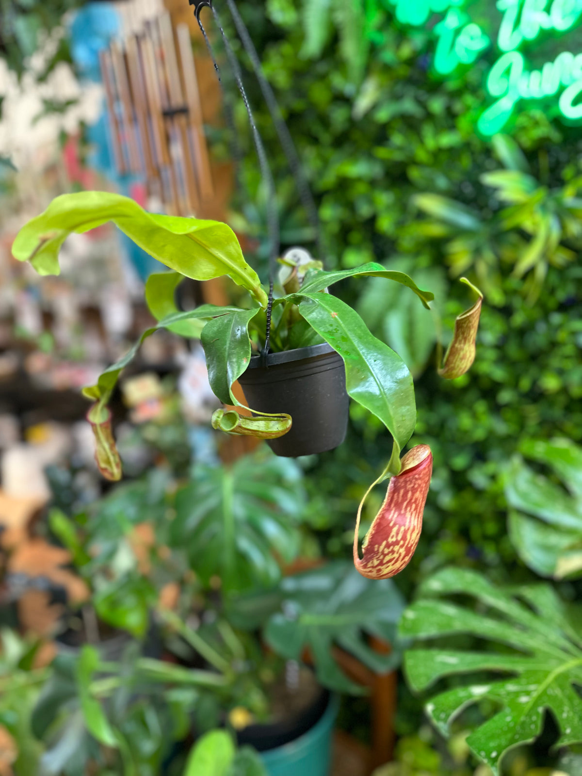 4” Carnivorous Pitcher Plant - Hanging Assorted