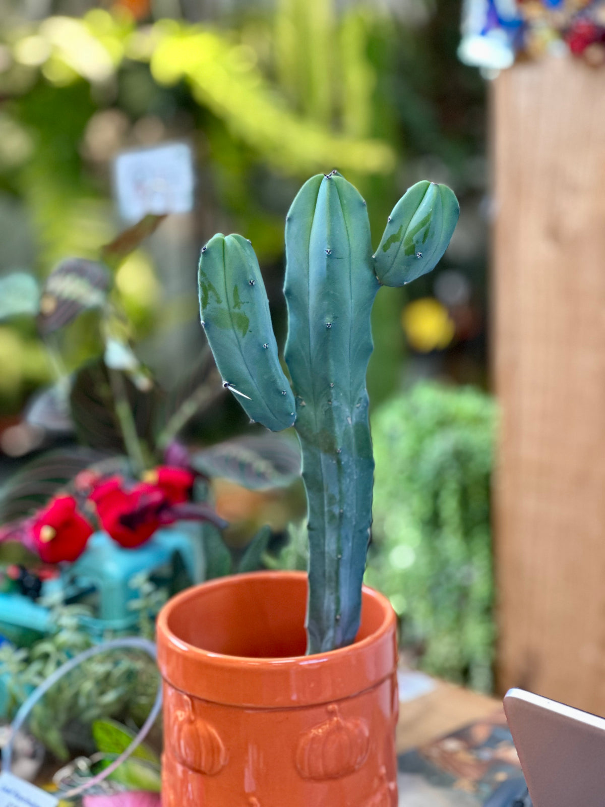 Blue Myrtle Cactus (Blue Candle)