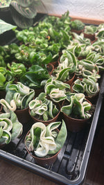 2”  Hoya Carnosa 'Compacta' (Rope Hoya)