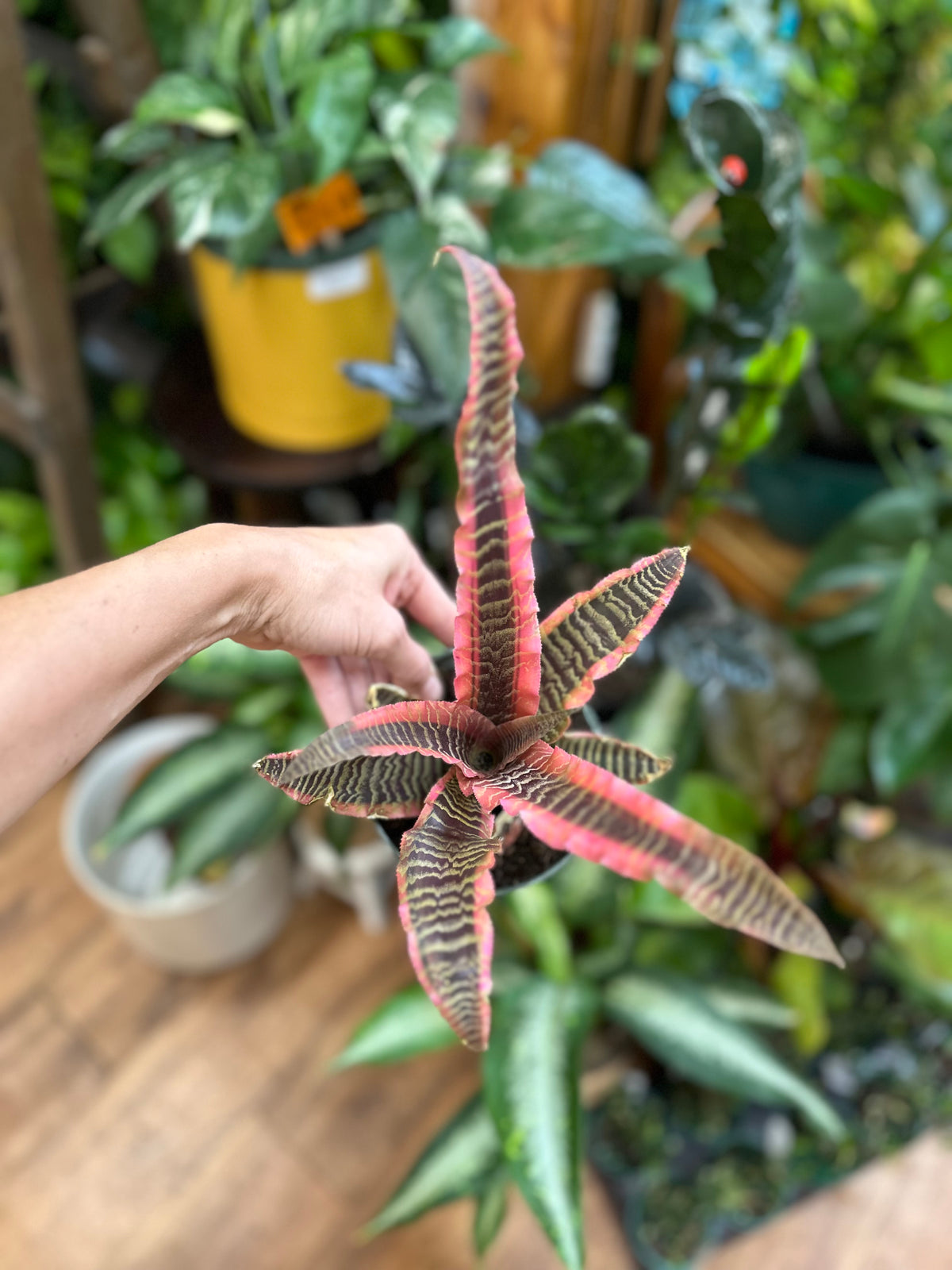 5" Bromeliad-Cryptanthus 'Elaine'