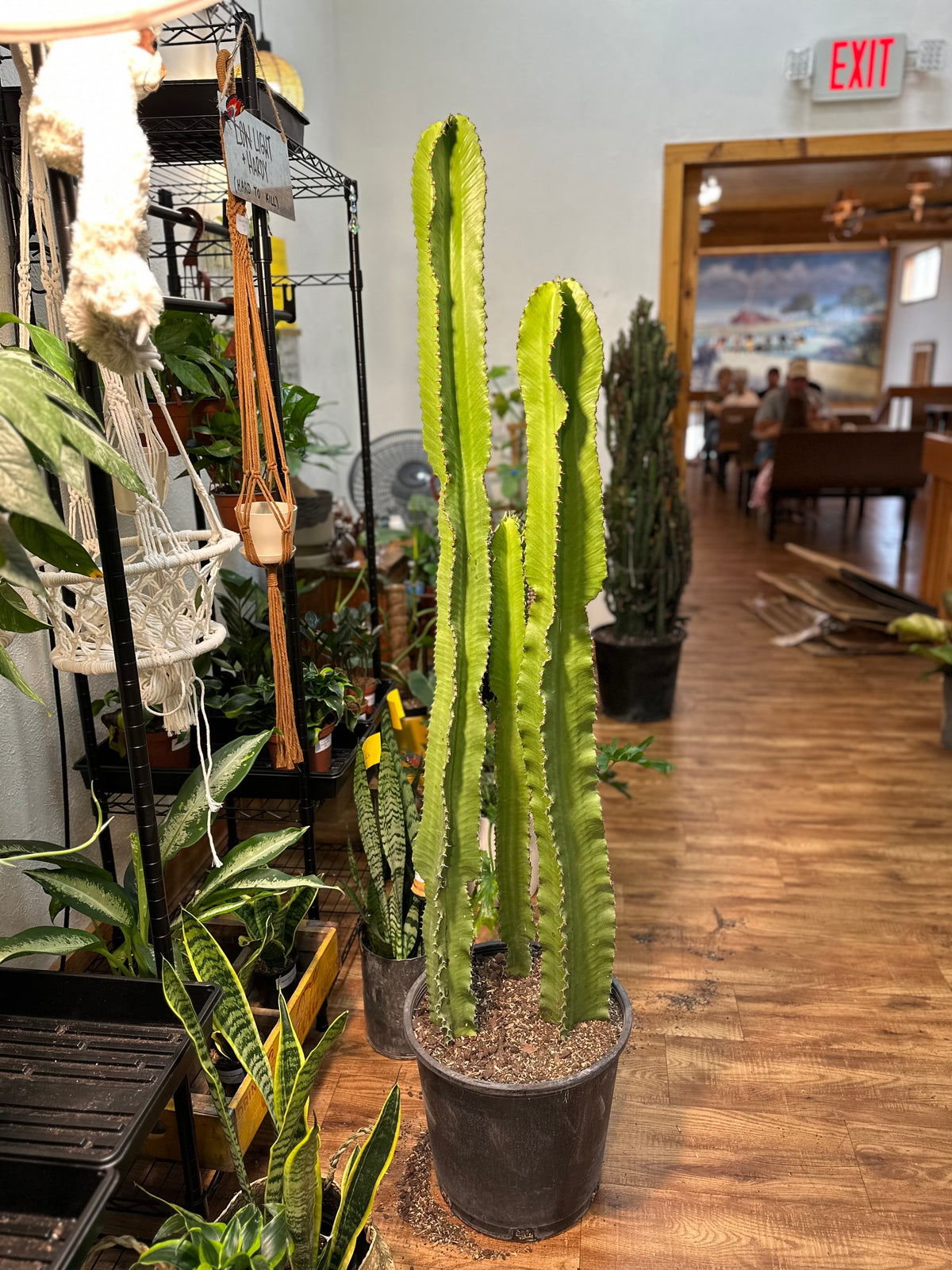 14" Euphorbia Ingens Cactus