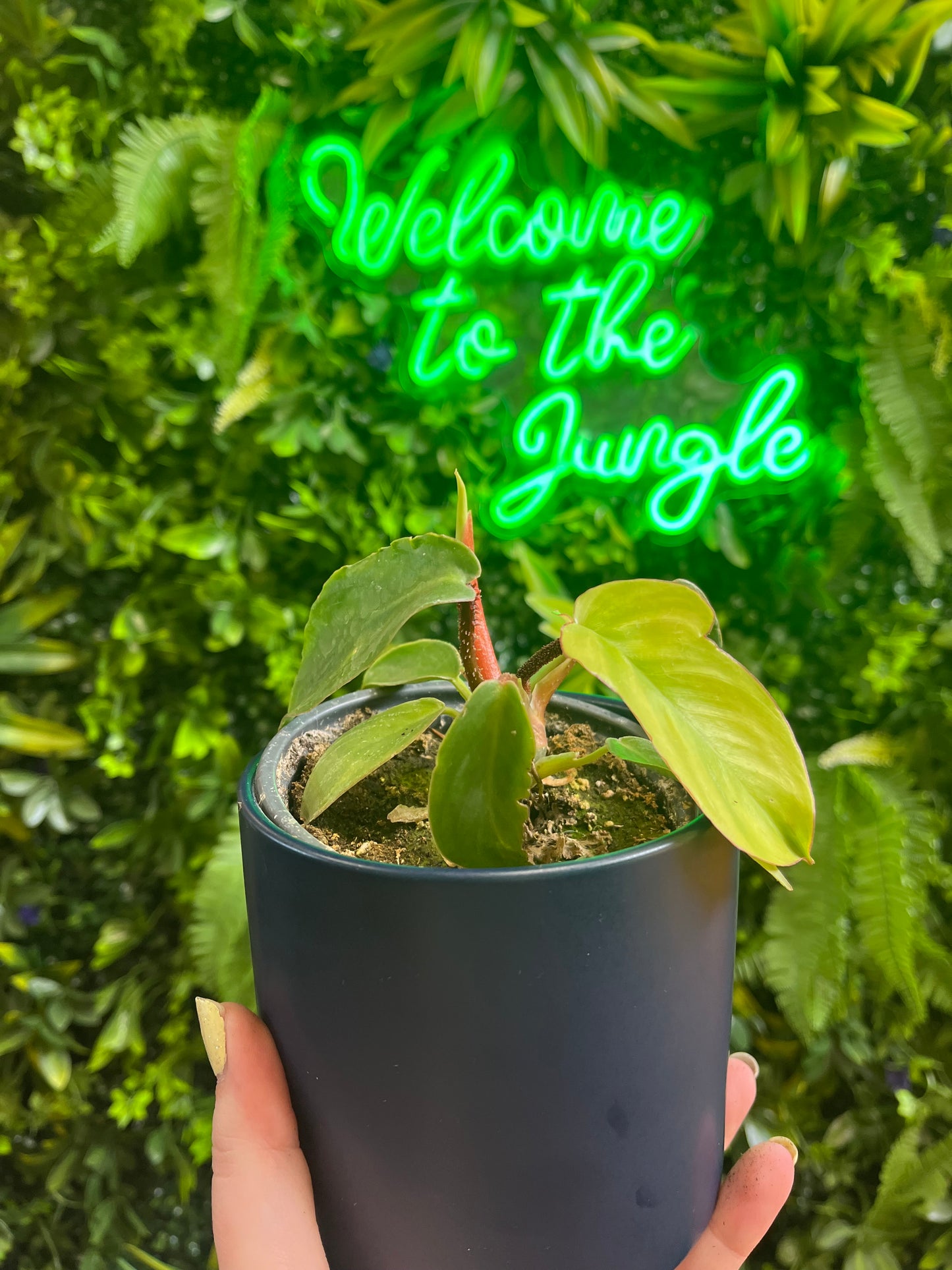 4" Philodendron Squamiferum