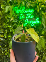 4" Philodendron Squamiferum