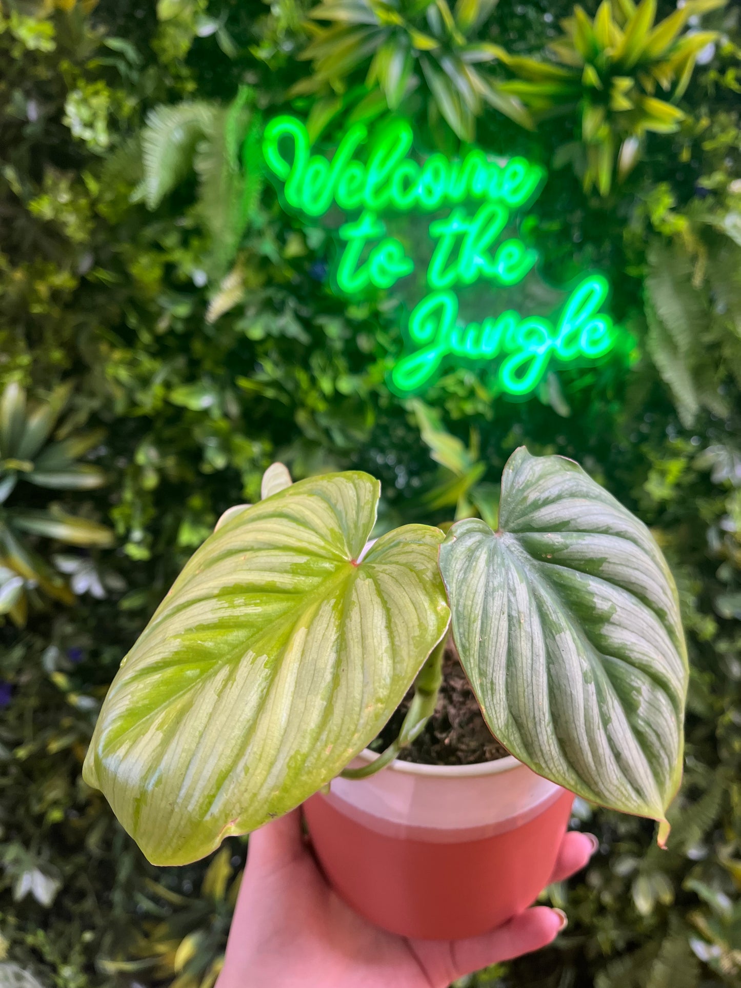 4" Philodendron Mamei 'Silver Cloud'