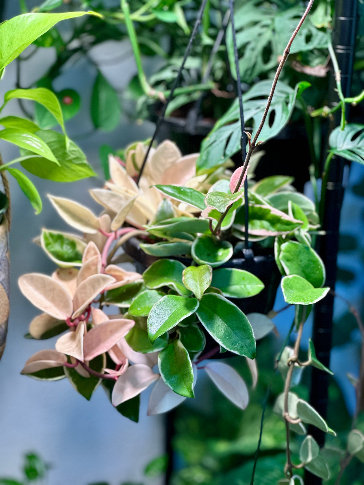 Hoya Carnosa 'Krimson Queen' Hanging Basket