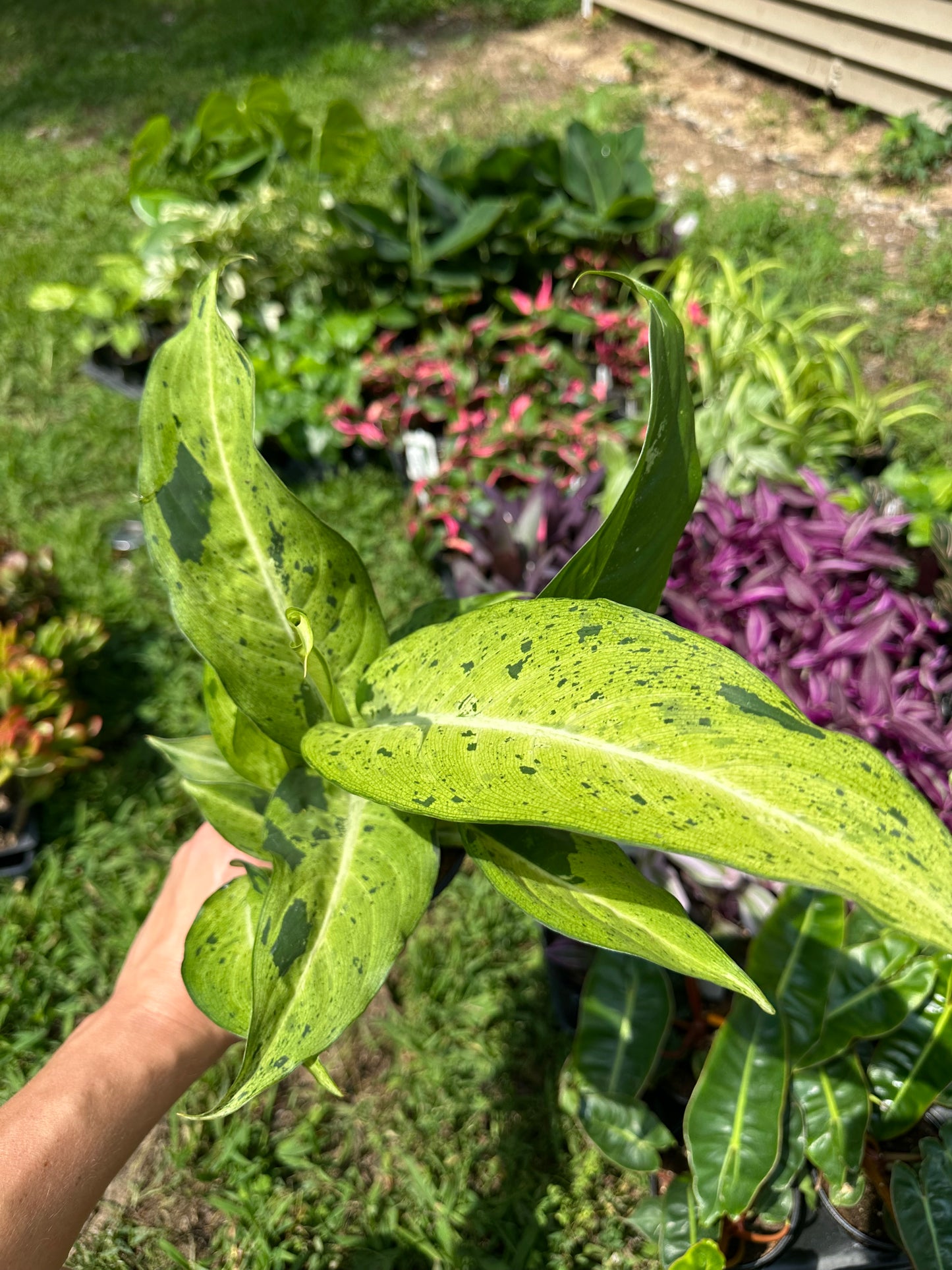 4" Dieffenbachia 'Camo' GARAGE SALE ONLY