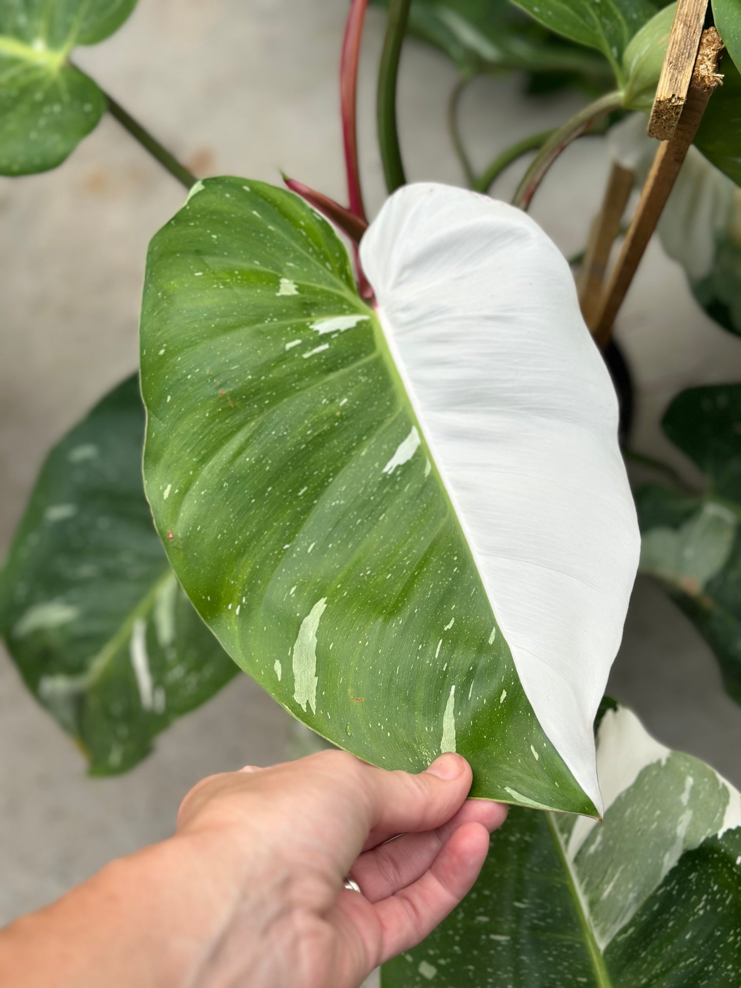 2 gallon Trellised Philodendron 'White Princess' GARAGE SALE ONLY