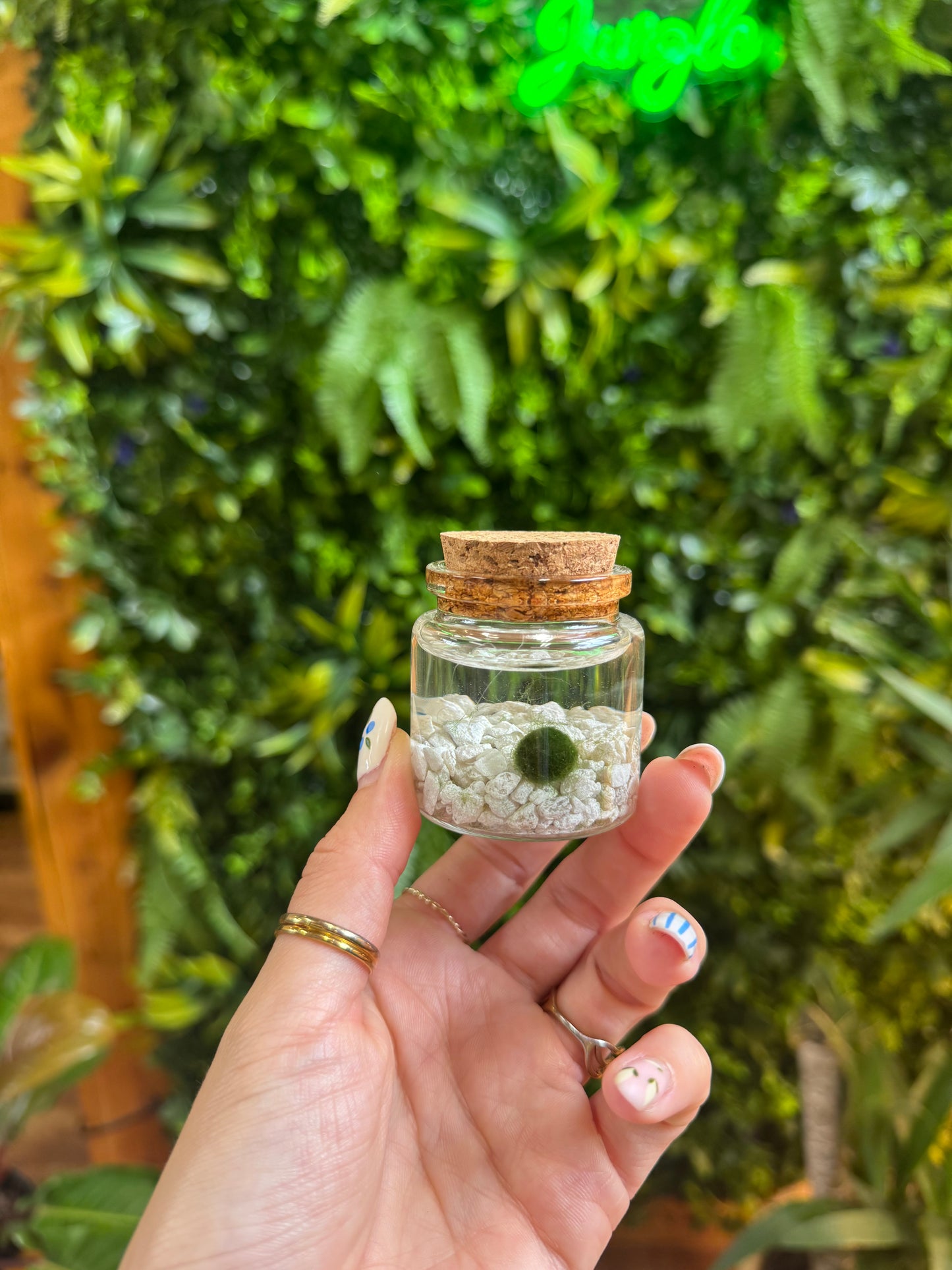 Moss Balls