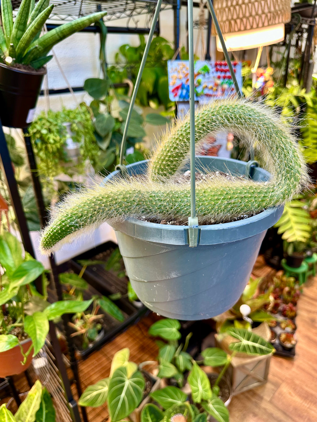 8" Mature Monkey Tail Hanging Basket