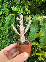 Euphorbia Mammillaris Variegated / Indian Corn Cob