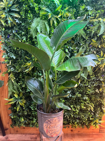Strelitzia Nicolai (White Bird of Paradise)