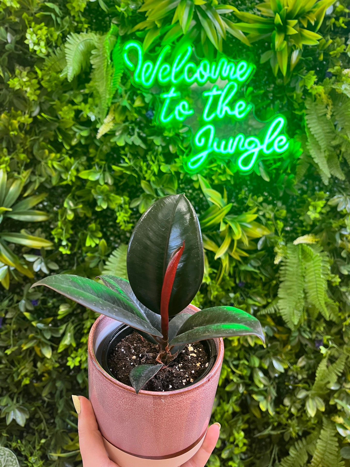 4" Ficus Burgundy