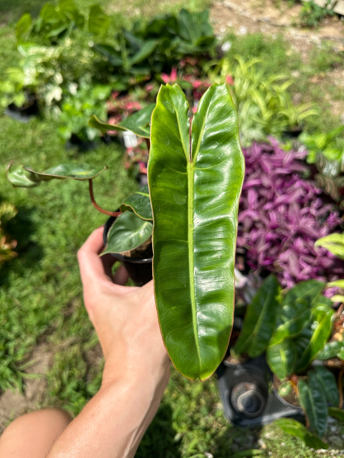 4" Philodendron Billietiae GARAGE SALE ONLY