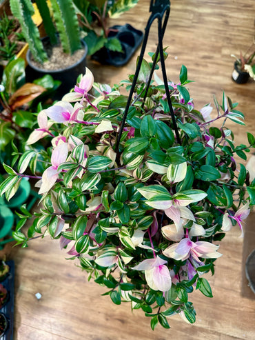 6" Tradescantia Quadricolor Hanging Basket
