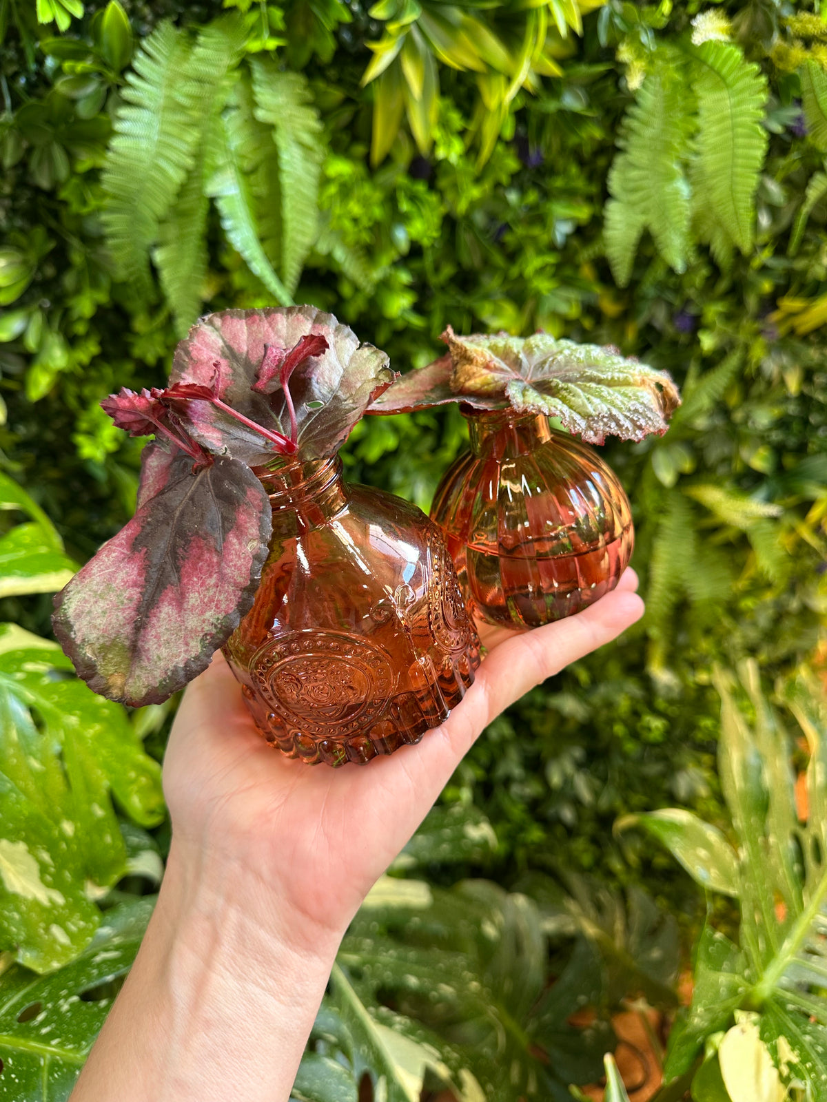 Premium Propagations in Bud Vases