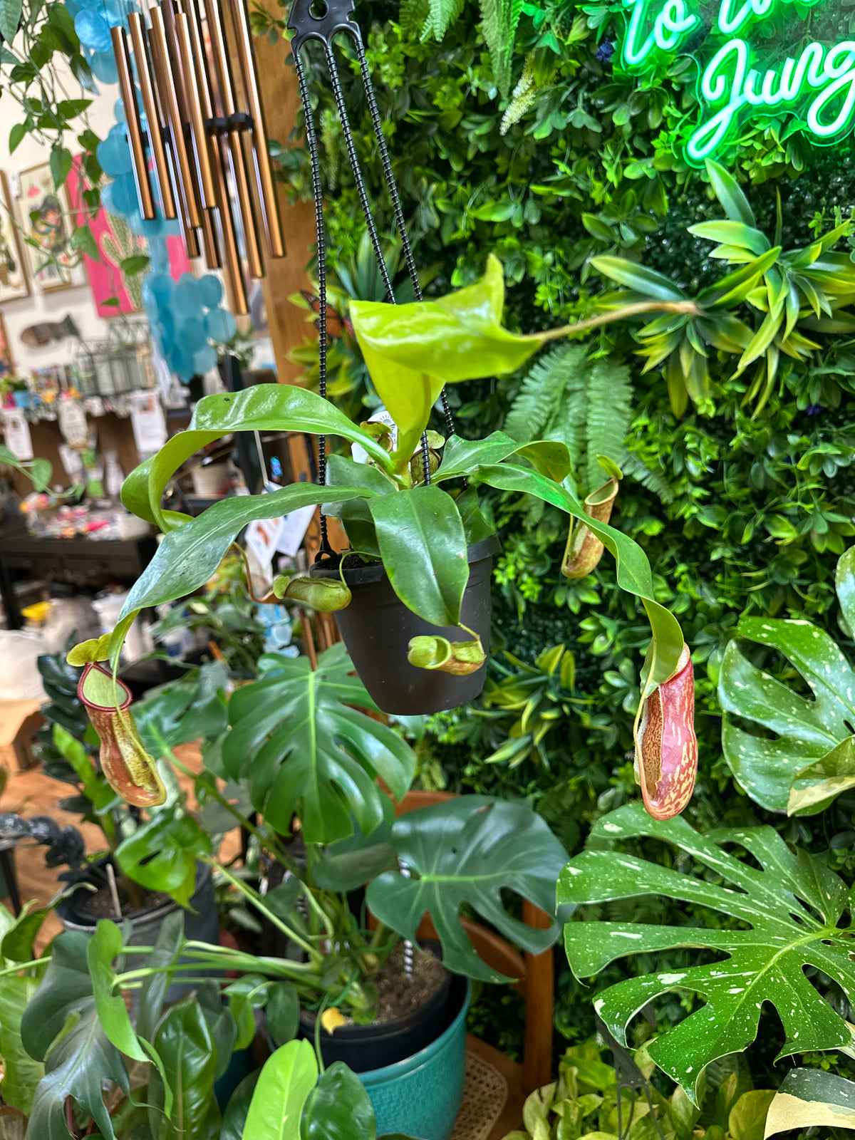 4” Carnivorous Pitcher Plant - Hanging Assorted