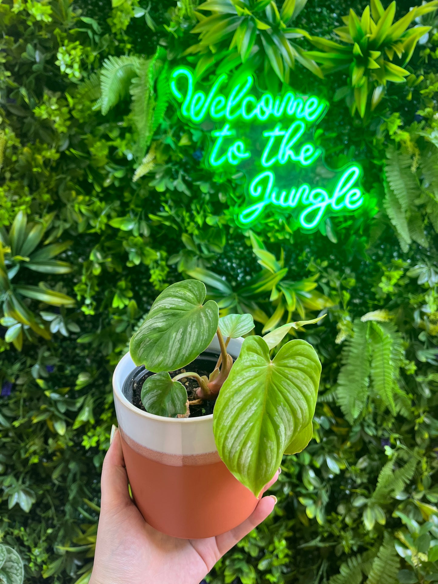 4" Philodendron Mamei