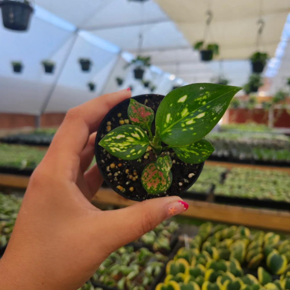 Aglaonema ‘Lady Valentine’ (Chinese Evergreen)